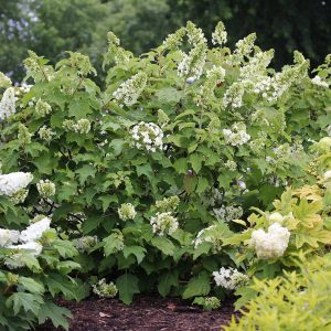 Gatsby Star? Oakleaf Hydrangea – DISCONTINUED