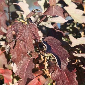 Gatsby Star? Oakleaf Hydrangea – DISCONTINUED