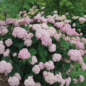 Incrediball? Blush Smooth Hydrangea