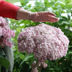Incrediball? Blush Smooth Hydrangea
