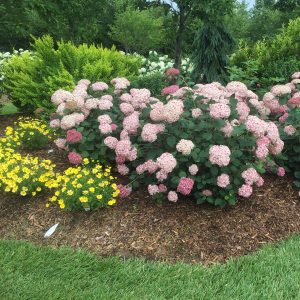 Incrediball? Blush Smooth Hydrangea