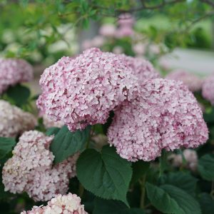 Incrediball? Blush Smooth Hydrangea