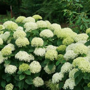 Invincibelle Limetta? Smooth Hydrangea