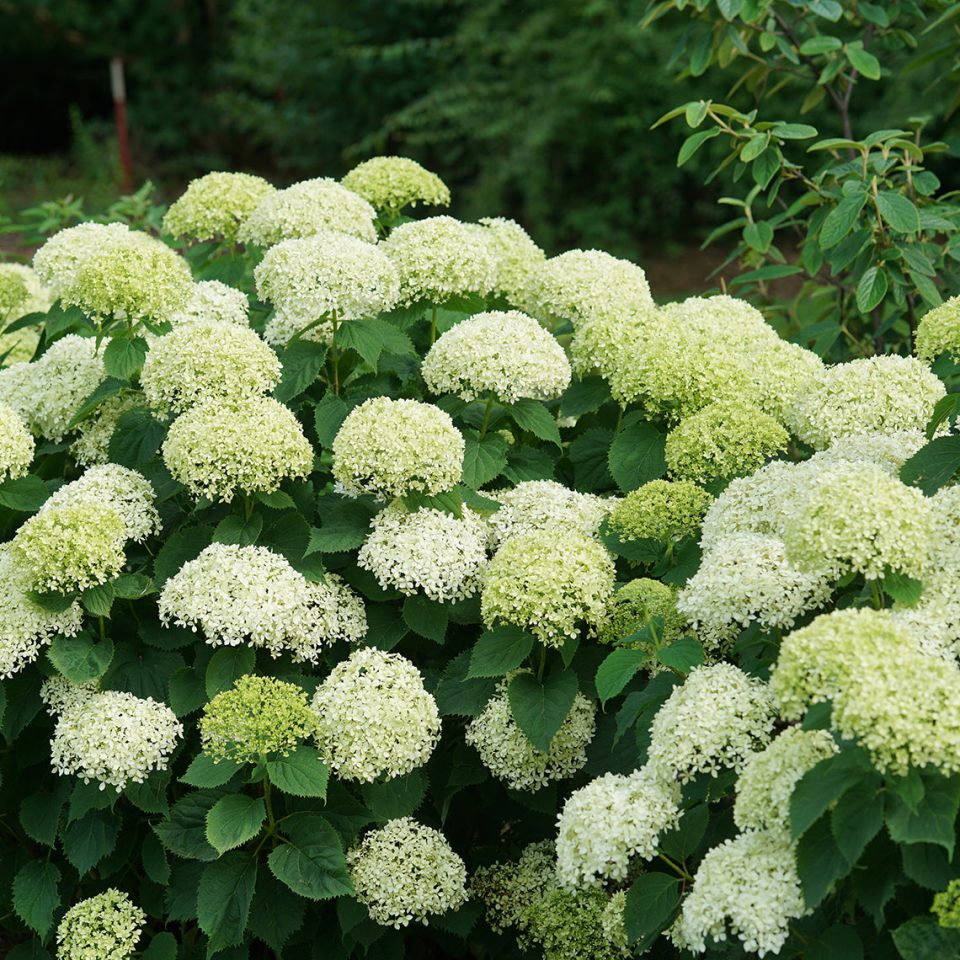 Invincibelle Limetta? Smooth Hydrangea