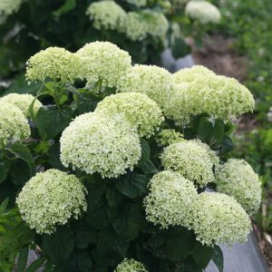 Invincibelle Limetta? Smooth Hydrangea