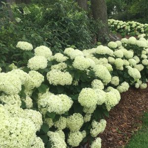 Invincibelle Limetta? Smooth Hydrangea