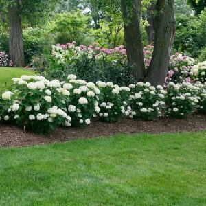 Invincibelle Limetta? Smooth Hydrangea
