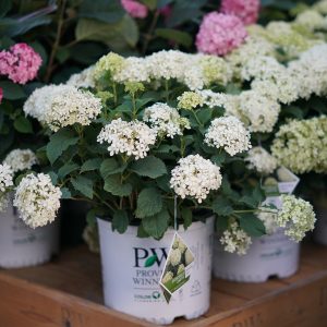 Invincibelle Limetta? Smooth Hydrangea