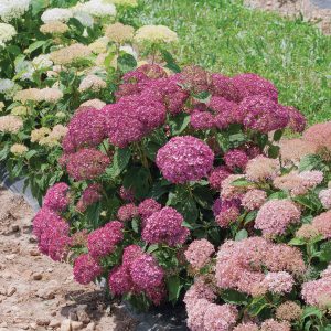 Invincibelle Mini Mauvette? Smooth Hydrangea