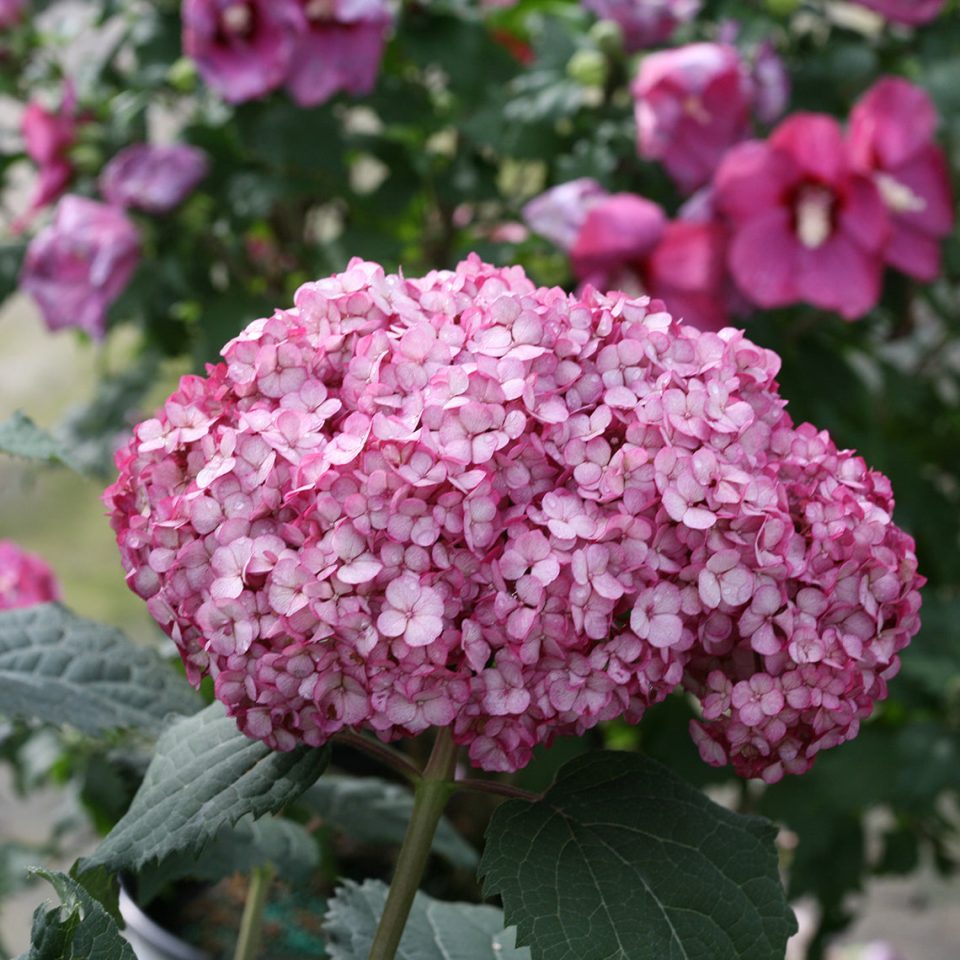 Invincibelle Mini Mauvette? Smooth Hydrangea
