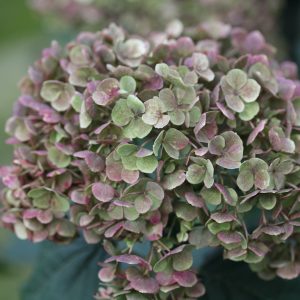 Invincibelle Mini Mauvette? Smooth Hydrangea