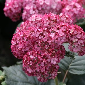 Invincibelle? Ruby Smooth Hydrangea
