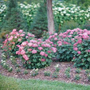 Invincibelle? Ruby Smooth Hydrangea