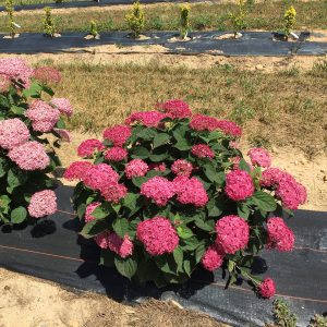 Invincibelle? Ruby Smooth Hydrangea