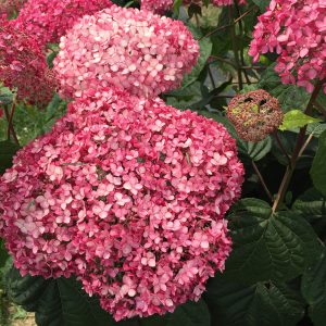 Invincibelle Spirit? II Smooth Hydrangea