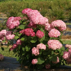 Invincibelle Spirit? II Smooth Hydrangea