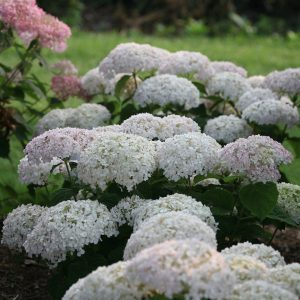 Invincibelle Wee White? Smooth Hydrangea