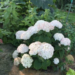 Invincibelle Wee White? Smooth Hydrangea