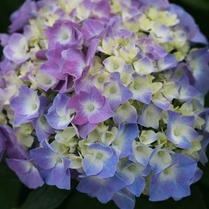 Let’s Dance? Blue Jangles? Bigleaf Hydrangea