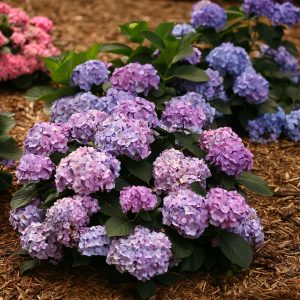 Let’s Dance? Blue Jangles? Bigleaf Hydrangea