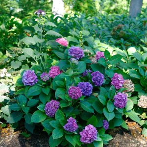 Let’s Dance? Rave? Bigleaf Hydrangea – DISCONTINUED