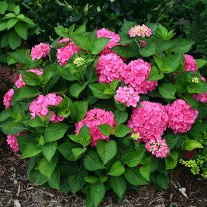 Let’s Dance? Rave? Bigleaf Hydrangea – DISCONTINUED