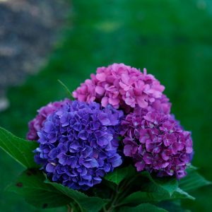Let’s Dance? Rave? Bigleaf Hydrangea – DISCONTINUED