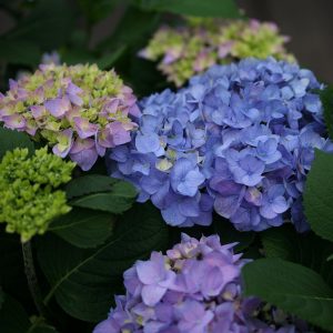 Let’s Dance? Rhythmic Blue? Bigleaf Hydrangea