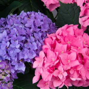 Let’s Dance? Rhythmic Blue? Bigleaf Hydrangea