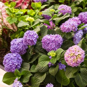 Let’s Dance? Rhythmic Blue? Bigleaf Hydrangea