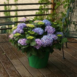 Let’s Dance? Rhythmic Blue? Bigleaf Hydrangea
