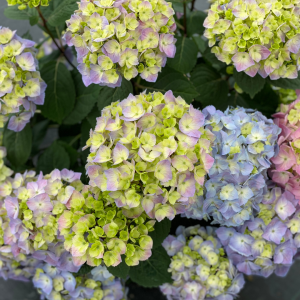 Let’s Dance Sky View? Bigleaf Hydrangea