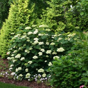 Lime Rickey? Smooth Hydrangea – DISCONTINUED