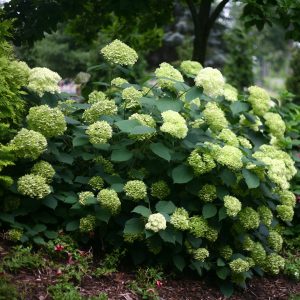 Lime Rickey? Smooth Hydrangea – DISCONTINUED