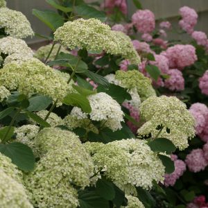 Lime Rickey? Smooth Hydrangea – DISCONTINUED