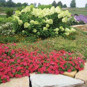 ‘Limelight’ Panicle Hydrangea