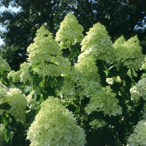 ‘Limelight’ Panicle Hydrangea