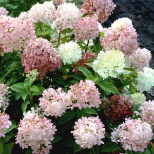 ‘Limelight’ Panicle Hydrangea