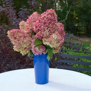 ‘Limelight’ Panicle Hydrangea