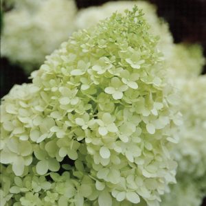 ‘Limelight’ Panicle Hydrangea