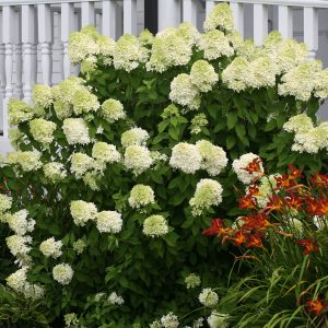 ‘Limelight’ Panicle Hydrangea
