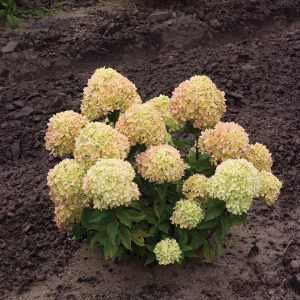 Little Lime? Panicle Hydrangea