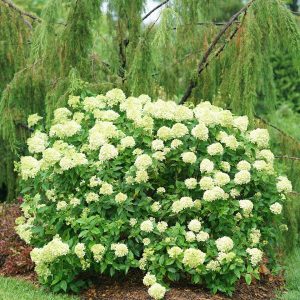 Little Lime? Panicle Hydrangea