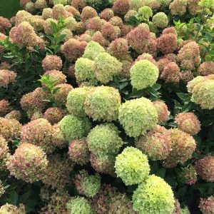 Little Lime? Panicle Hydrangea