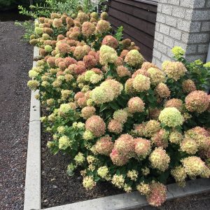 Little Lime? Panicle Hydrangea
