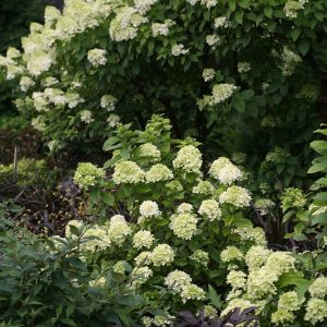 Little Lime? Panicle Hydrangea