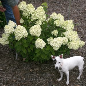 Little Lime? Panicle Hydrangea