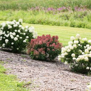 Little Quick Fire? Panicle Hydrangea
