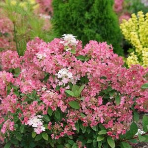 Little Quick Fire? Panicle Hydrangea
