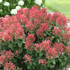Little Quick Fire? Panicle Hydrangea